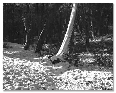 Casanueva_P165